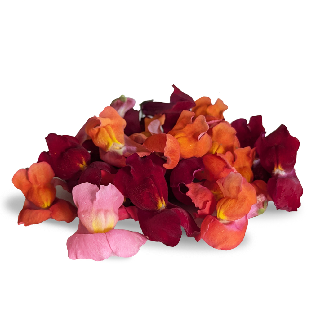 Mix de boca de dragón